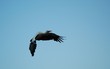 cigogne en vol