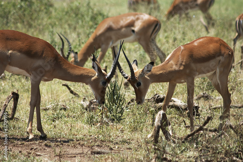 African gazelle in National Park "Lakae Nakuru", Kenya African gazelle in National Park "Lakae Nakuru", Kenya