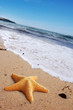 Foto: Starfish on a lonely beach. Starfish on a lonely beach.