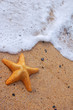Foto: A starfish with sea foam A starfish with sea foam