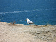 gaviota mirándo al mar