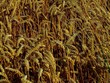 cereals
