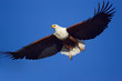 Detaily fotografie Majestic africk&yacute;ch ryb Eagle; Haliaeetus Vocifer