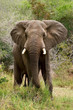 Detaily fotografie Slon africk&yacute;, Loxodonta Africana, Jižn&iacute; Afrika