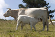 veau tétant