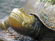 Brass Tortoise, Shri Krishna Temple, Alleppy, Kerala, India.