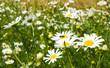 The camomiles on green meadow.