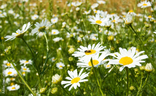 Photo: The camomiles on green meadow. The camomiles on green meadow.