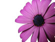 Pétales violette