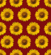 sunflower background