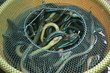 Alive eels for sale