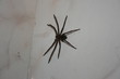 Spider on the tile wall