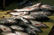fresh fish on banana leaves