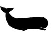 Whale silhouette
