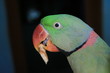 A  pet parrot with a biscuit