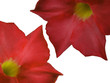 Duo de fleurs rouges