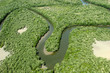 Mangrove 4359
