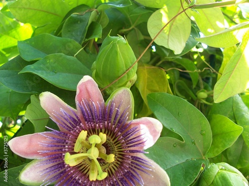 Photo: passion flower passion flower