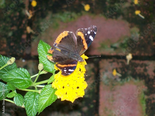 Photo: beautiful butterfly beautiful butterfly
