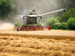 grüner Mähdrescher erntet ein Getreidefeld ab mit Wald