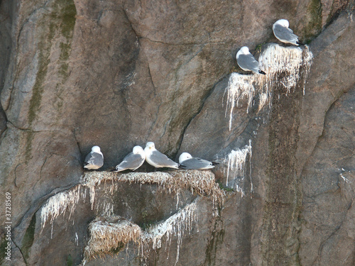 Birdsrock
