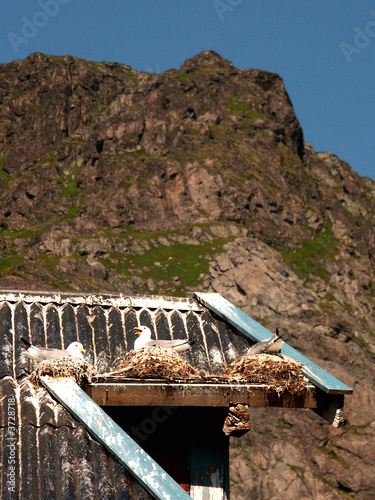 tetto delle Lofoten