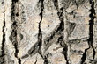 bark of the tree