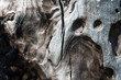 burned rind of the tree 2