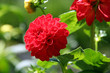 Dahlia rouge