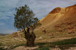 Jordanian valley ,12
