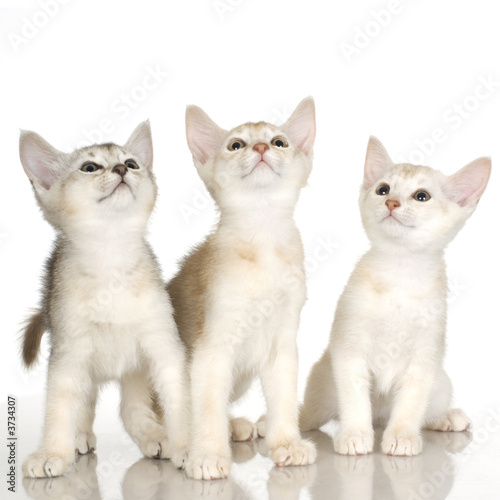 kiten Abyssinian in front of a white background