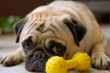Pug laying near his toy looking slightly guilty Pug laying near his toy looking slightly guilty