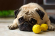 Pug laying near his toy looking slightly guilty Pug laying near his toy looking slightly guilty