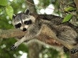 Raccoon 10