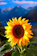 Foto: Sunflower Sunflower