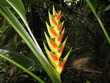 Strelizia,Strelizie,  Amazonas