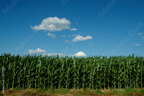 Photo: Amish Farm Cornfield in Lancaster PA Amish Farm Cornfield in Lancaster PA
