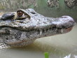 Krokodil, Jacaré,  Amazonas