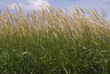 Tall summer grass background Tall summer grass background