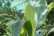 Schmetterling in Malaysia