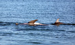 Delfin beim Rückenschwimmen Australien_07_1487