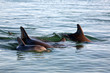 Delfingruppe Australienn_07_1488