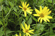 Topinamburblüte