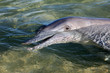 Delfinportrait Australienn_07_1493