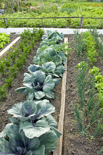 Photo: Red cabbage and other vegetables Red cabbage and other vegetables