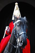 Horseguard