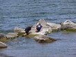 Boys playing in the lake 80027 