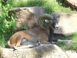 Steinbock liegend