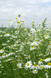 Photo: Field of wild daisies - summer meadow Field of wild daisies - summer meadow