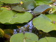 Nenuphares dans un bassin